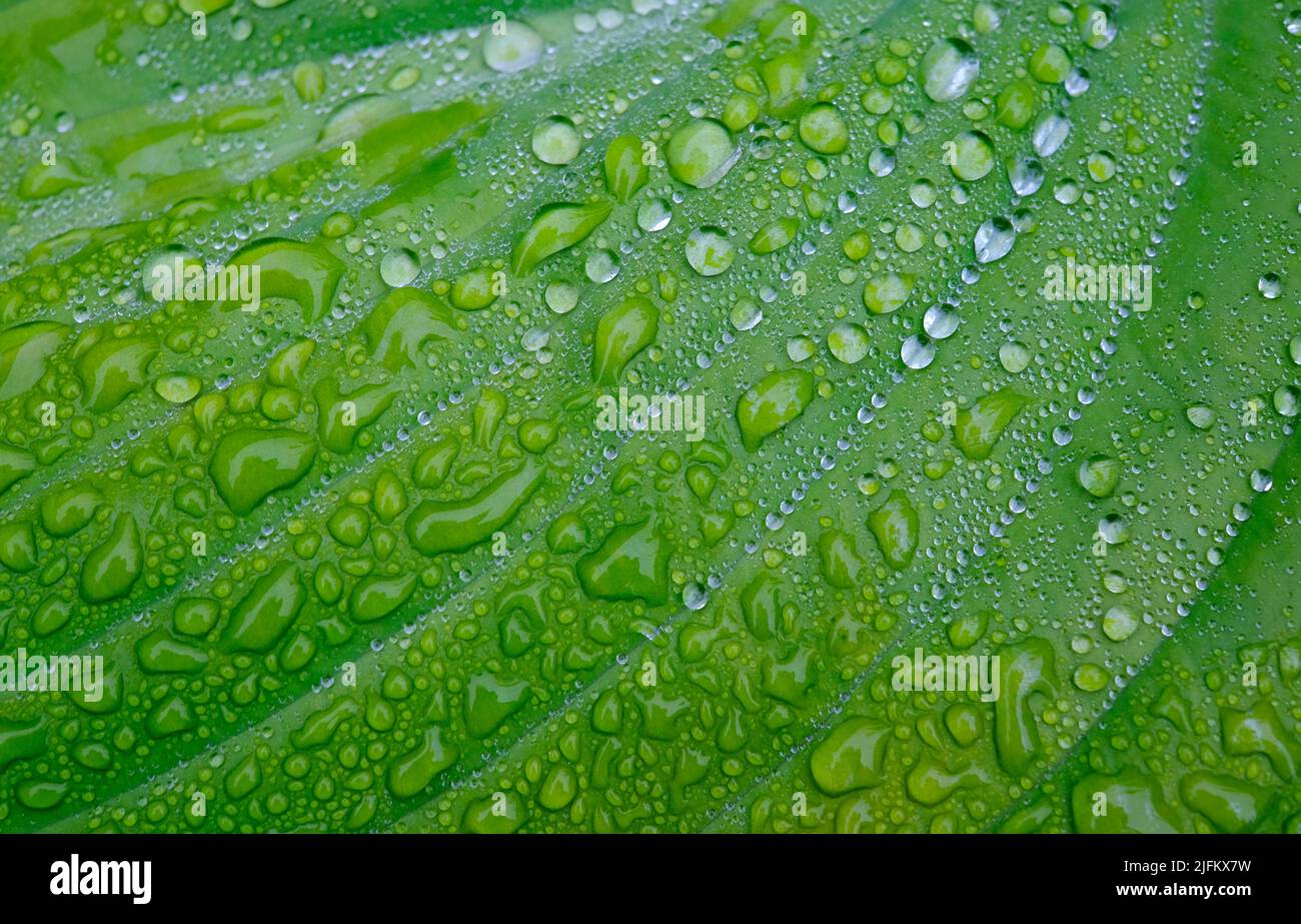 Regen Sie Wassertropfen auf dem grünen Hostablatt im englischen Garten Stockfoto