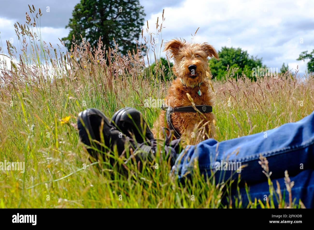 Person, die sich mit Hund auf der Wiese auf dem Land, norfolk, england, ausruhte Stockfoto