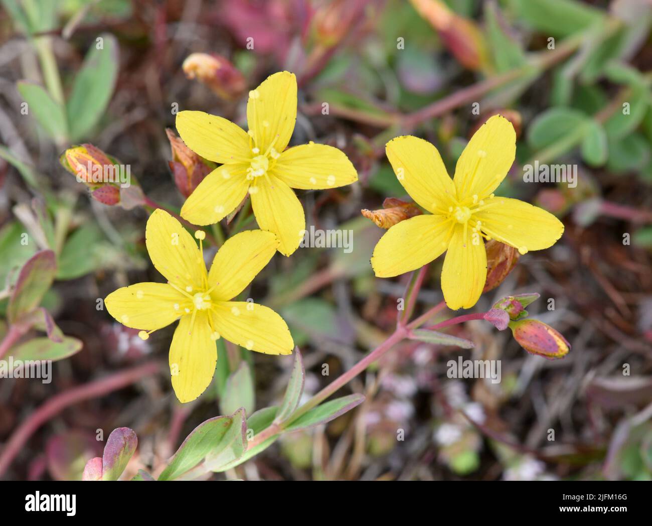 Nachgestellte St-Johanniskraut - Hypericum humifusum Stockfoto