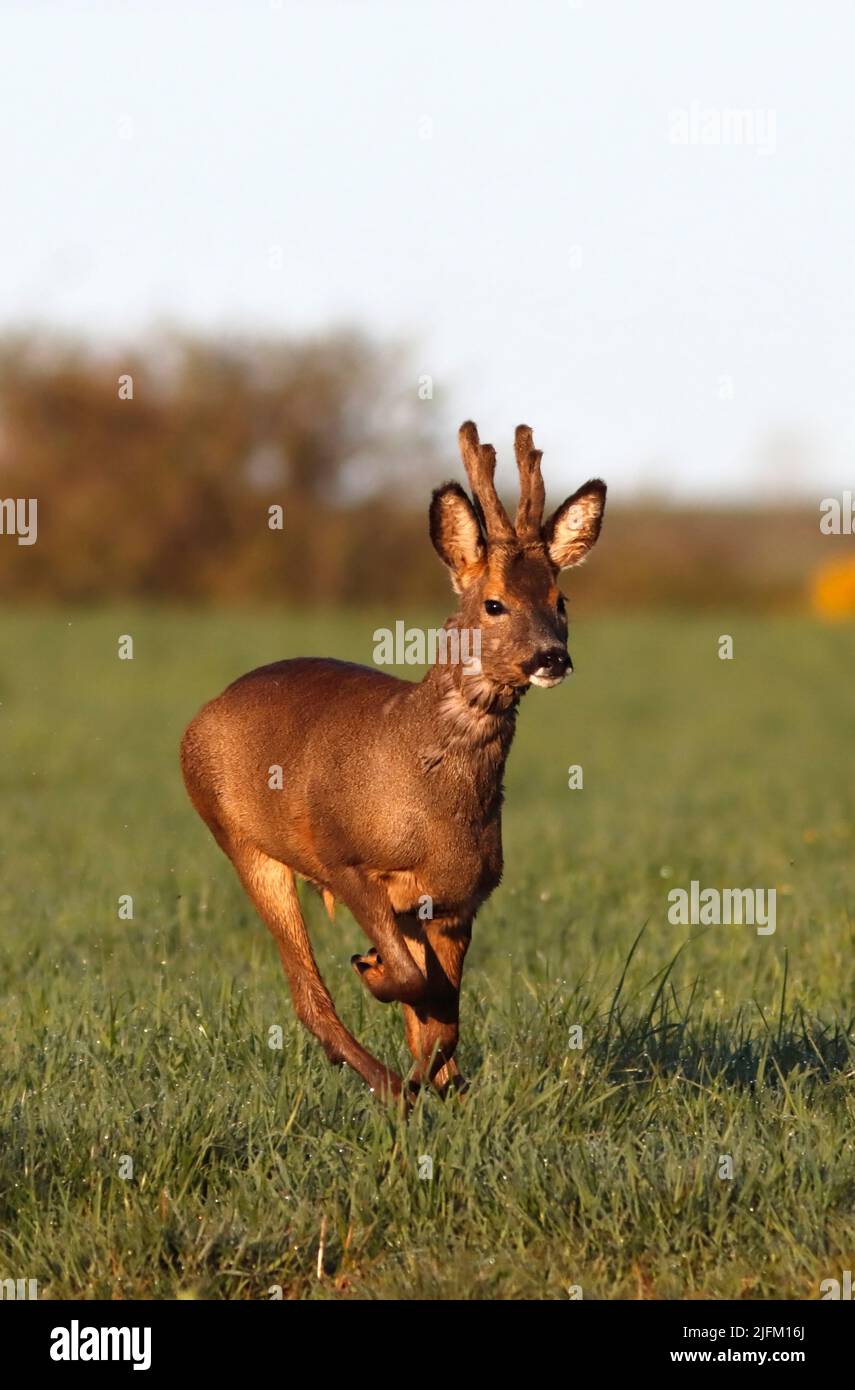 REHE (Capreolus capreolus) Männchen (Buck) beim Laufen, Schottland, Großbritannien. Stockfoto