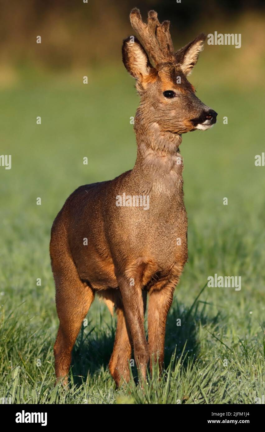 REH-Männchen (Buck) in Samt, Großbritannien. Stockfoto