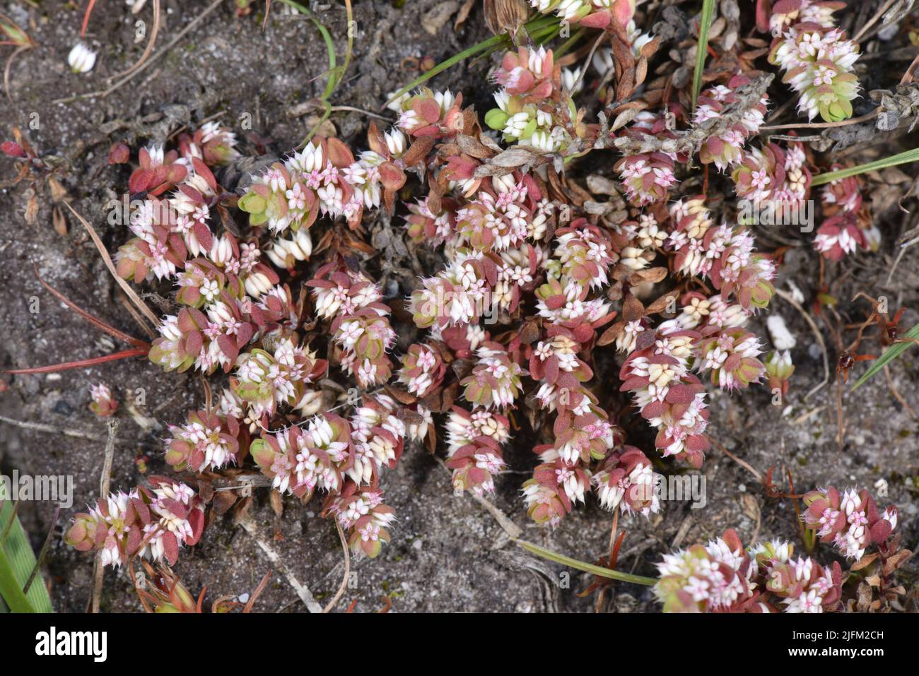 Korallenkette - Illecebrum verticillatum Stockfoto