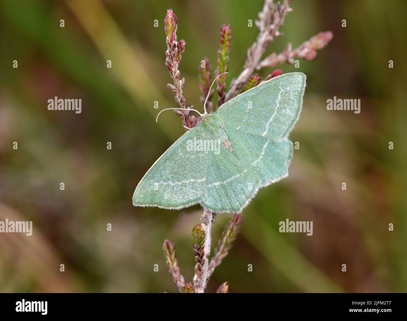 Kleines Gras Smaragd - Chlorissa viridata Stockfoto