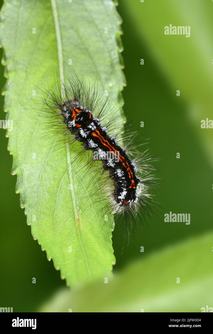 Gelbschwanz - Euproctis similis Stockfoto