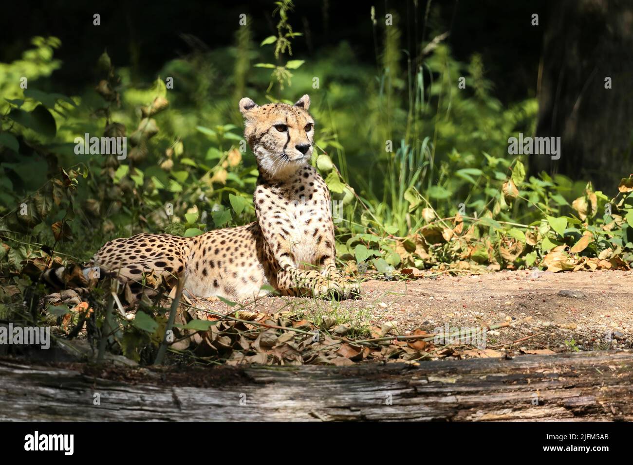 Die Gepard (Acinonyx jubatus) ist eine große Katze und stammt aus Afrika und dem zentralen Iran. Es ist das schnellste Landtier. Stockfoto