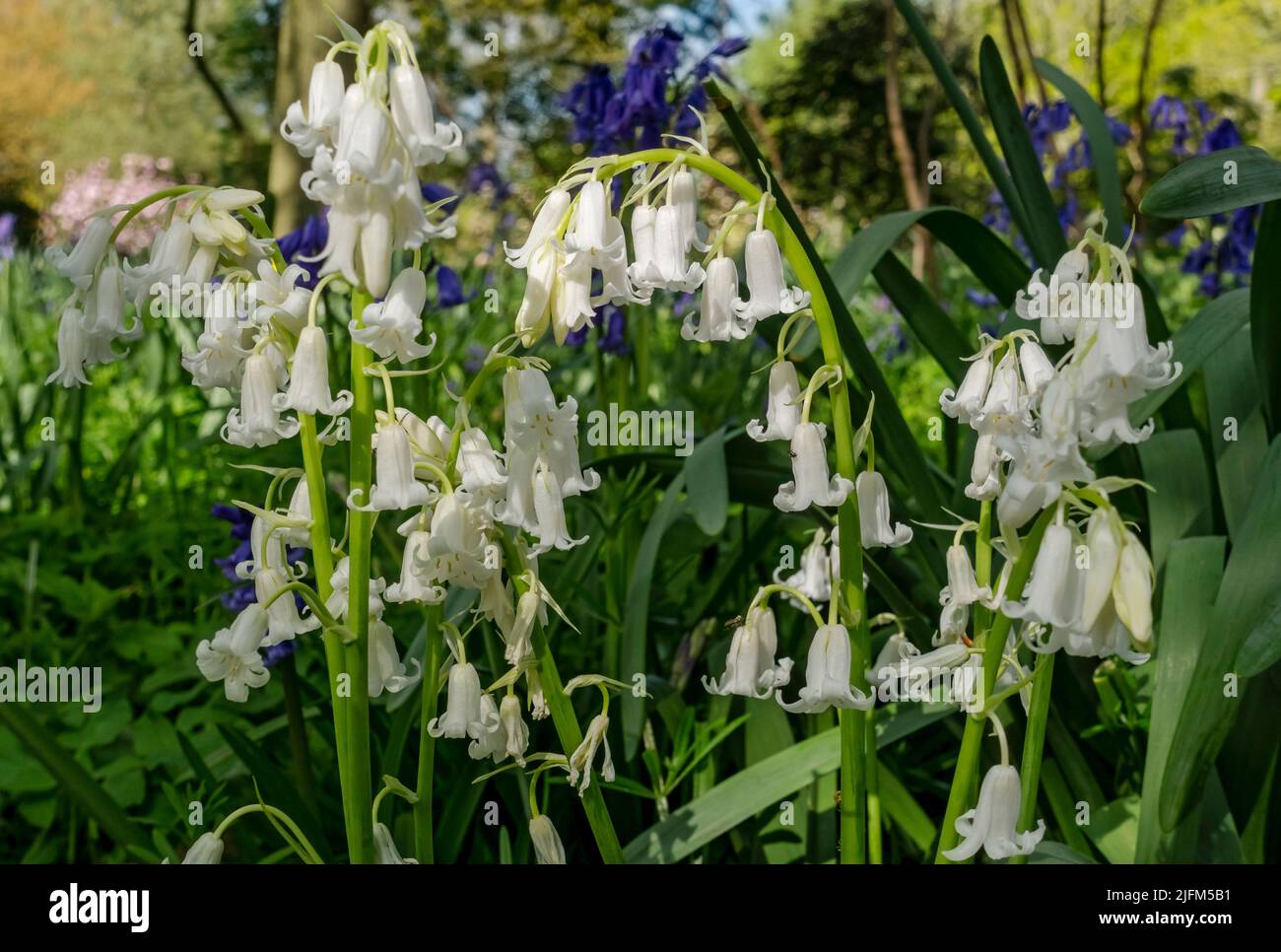 Nahaufnahme von englischen weißen Wildblumenblüten, die im Frühjahr in einem Waldgebiet wachsen North Yorkshire England GB Großbritannien Stockfoto