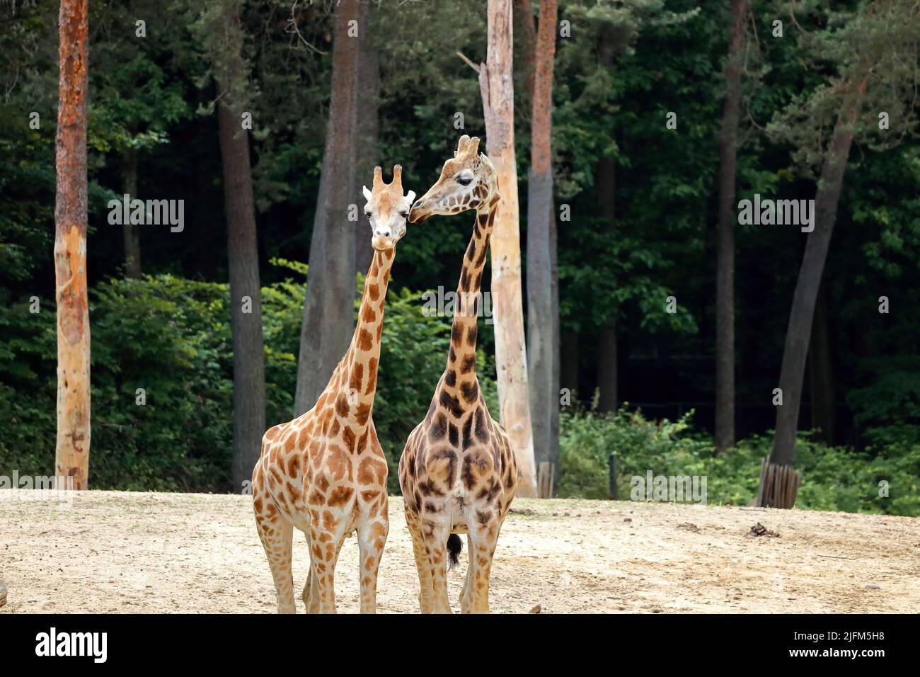 Eine Gruppe von Rothschilds Giraffen (Giraffa camelopardalis rothschildi). Stockfoto