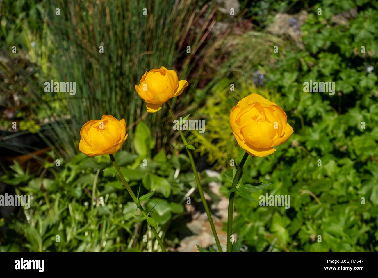 Nahaufnahme der Globeflower Trollius 'Orange Globe' Pflanzenblüten orange gelbe Blume blühend wächst im Garten im Frühjahr England Großbritannien Stockfoto