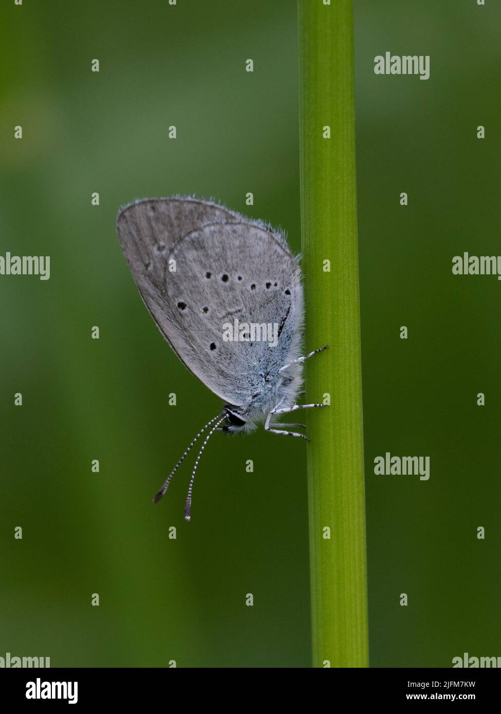 Gemeinsamen blau Stockfoto