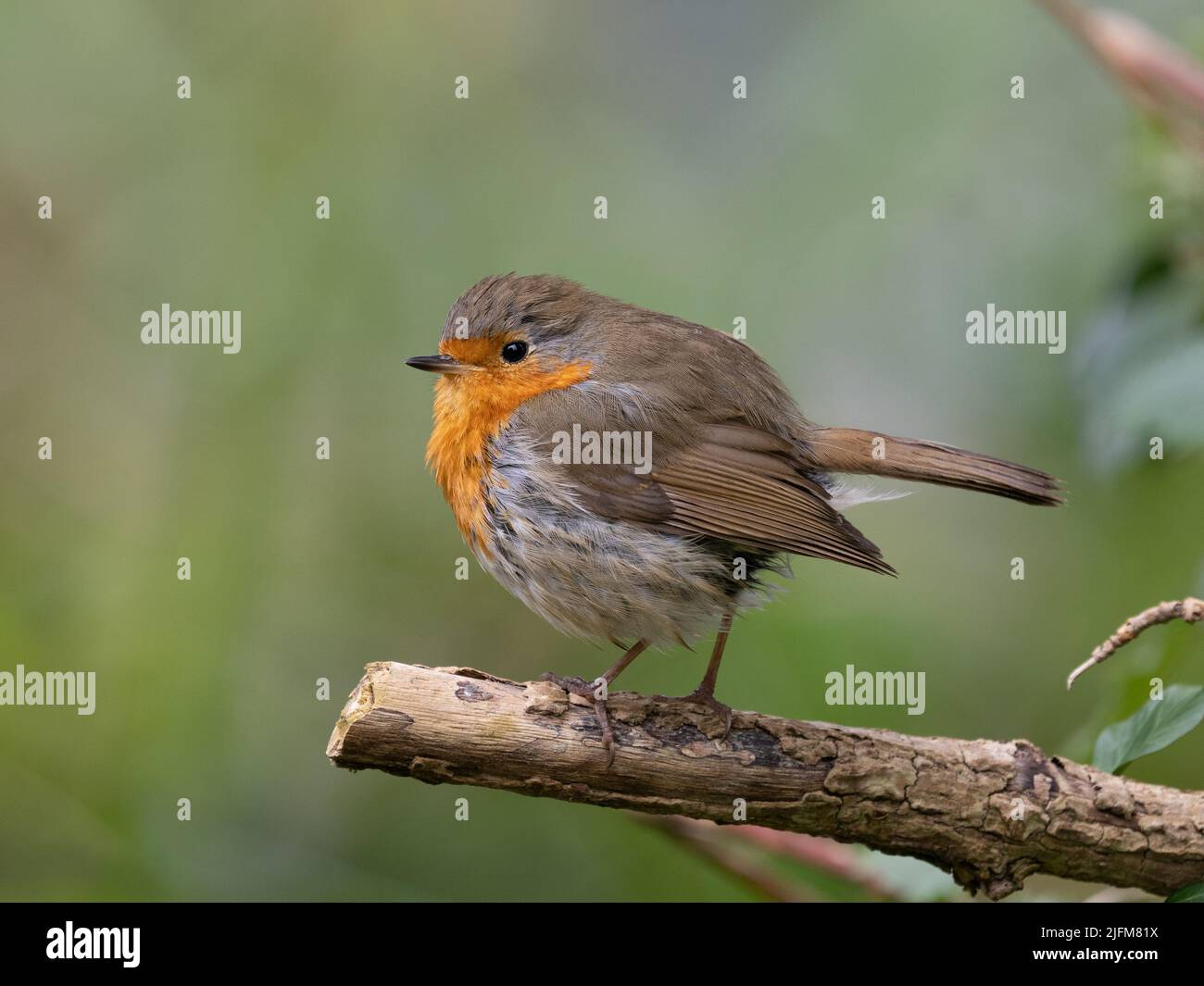 Robin Stockfoto