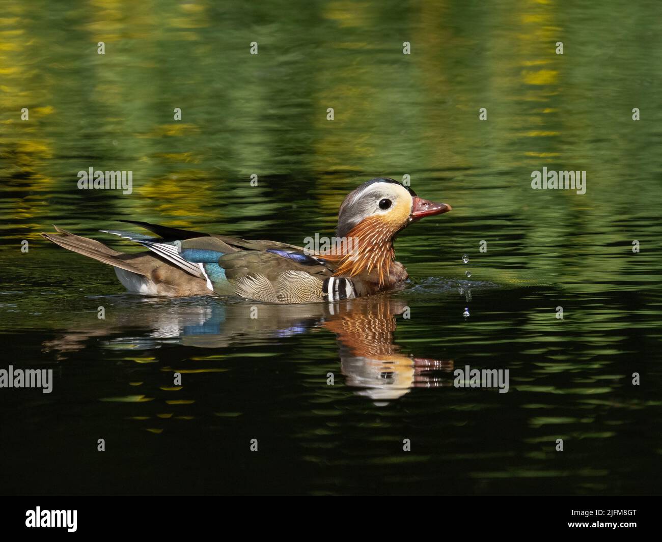 Mandarin Ente Stockfoto
