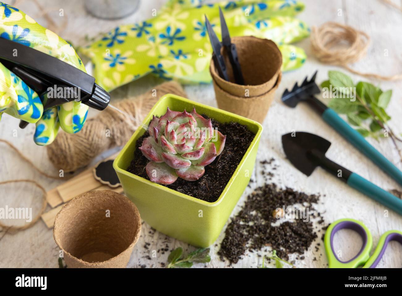 Gießen saftiger Sprossen in einer grünen Vase in der Nähe von Gartenwerkzeugen aus nächster Nähe. Indoor Gartenarbeit Hobbie Stockfoto