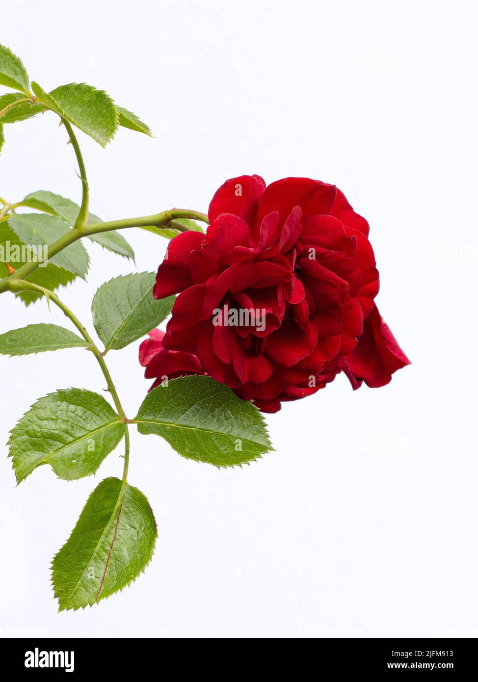 Rose Stockfoto