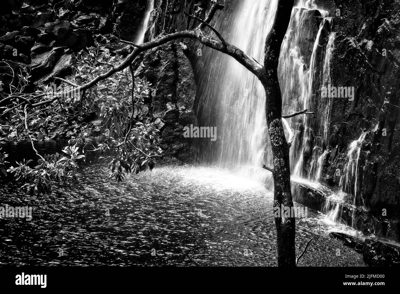 MACKENZIE FALLS AND TREE, GRAMPIANS, VICTORIA, AUSTRALIEN IM LANDSCHAFTSFORMAT UND MONOCHROM Stockfoto