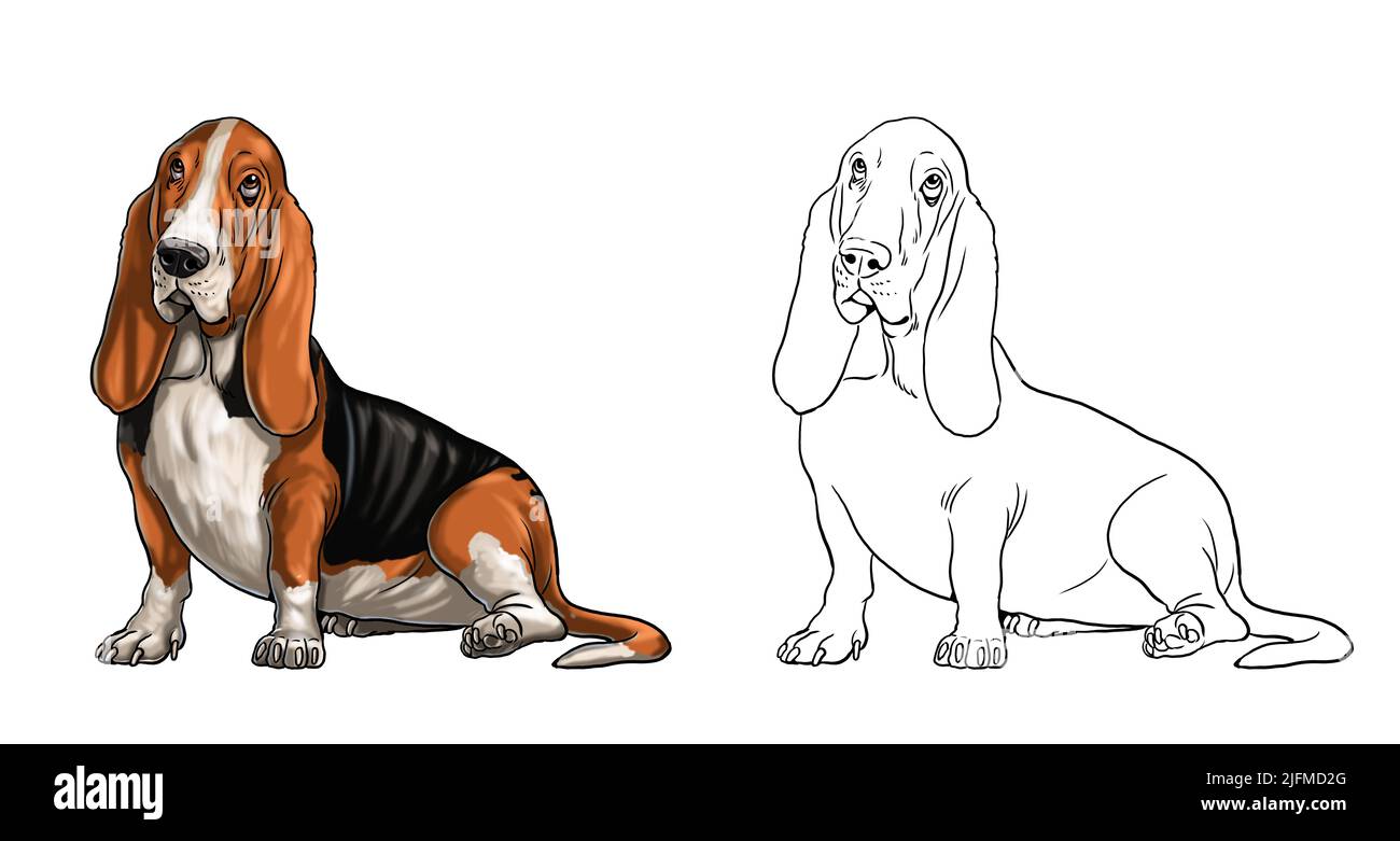 Cute Basset Hound Zeichnung für zum ausmalen. Isolierte Illustration mit lustigen Jagdhund. Stockfoto