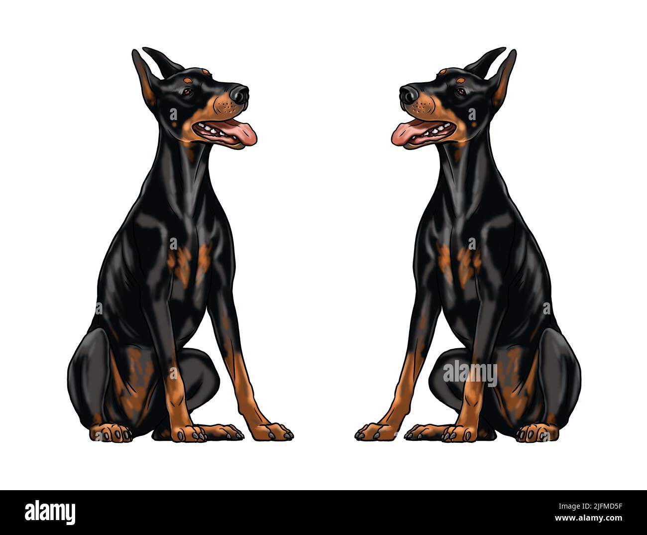 Niedliche Dobermann Zeichnung für zum ausmalen. Isolierte Illustration mit dem eleganten Hund. Schwarze Dobermann Pinscher Zeichnung. Stockfoto