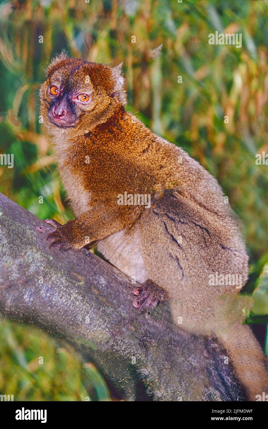 Weiblicher großer Bambus oder breitnasiger, sanfter Lemur (Prolemur simus) aus Südost-Madagaskar. Äußerst Gefährdet. Stockfoto