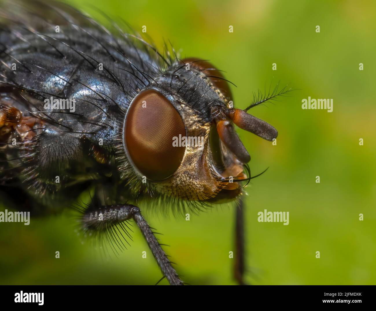 Eine Nahaufnahme des Kopfes der Fliegenarten - Calliphora vicina mit den großen Augen und zahlreichen Protuberanzen Stockfoto