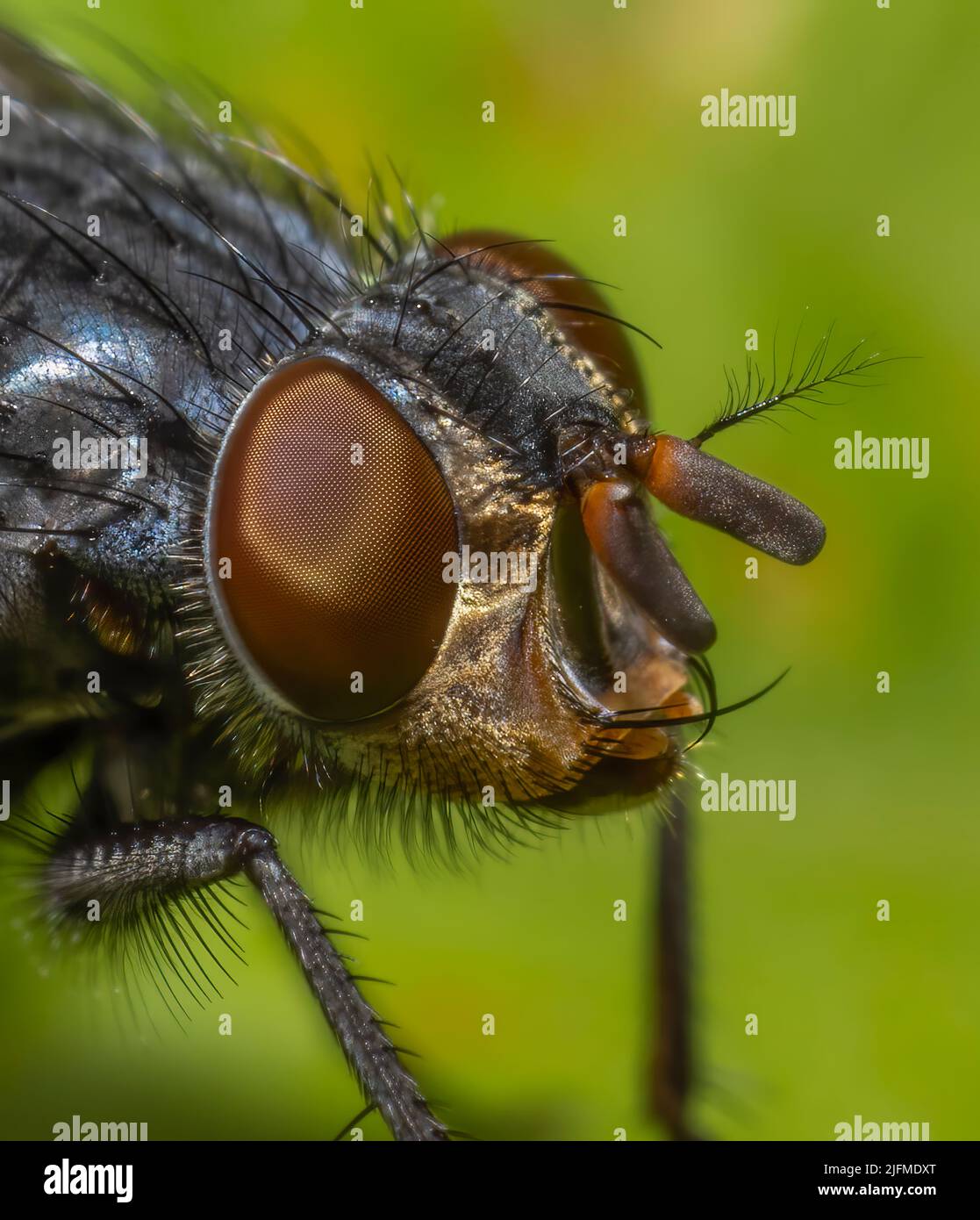 Eine Nahaufnahme des Kopfes der Fliegenarten - Calliphora vicina mit den großen Augen und zahlreichen Protuberanzen Stockfoto