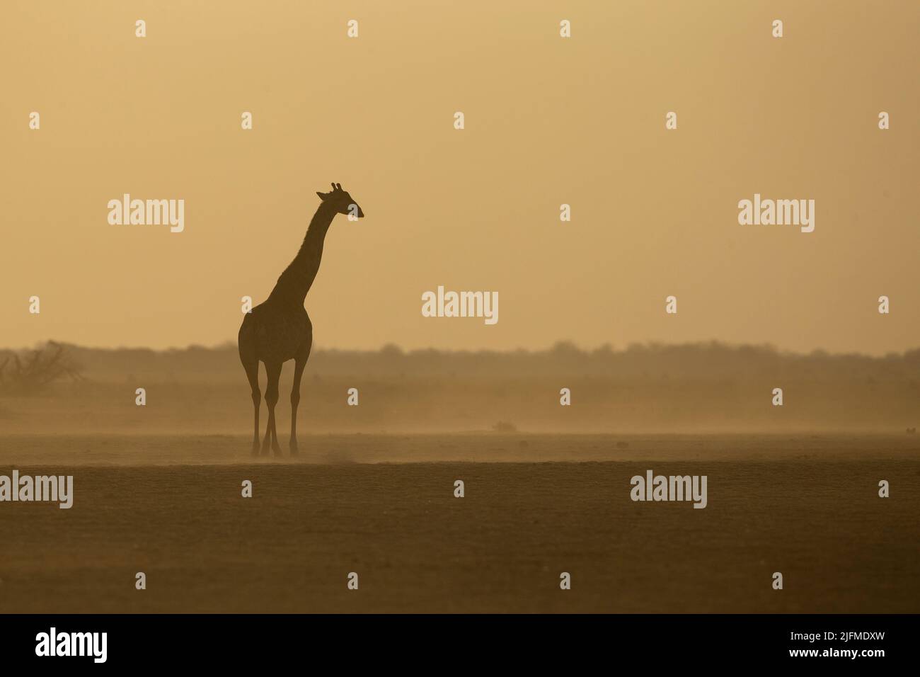 Südliche Savanna Giraffe (Giraffa Giraffa) bei Sonnenuntergang mit beleuchtetem Staub Stockfoto