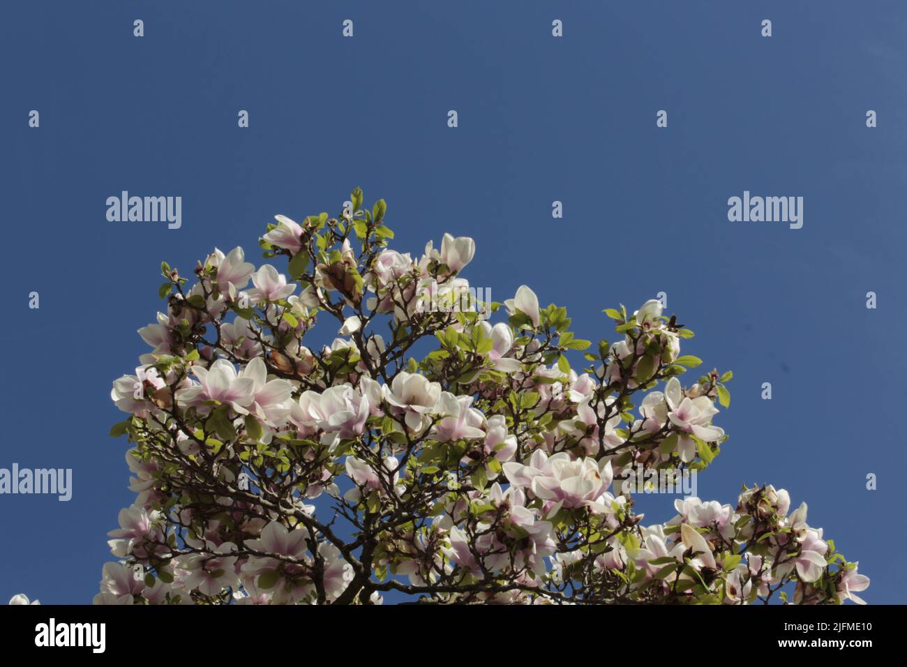 Kirschblüten in Bern, Schweiz Stockfoto