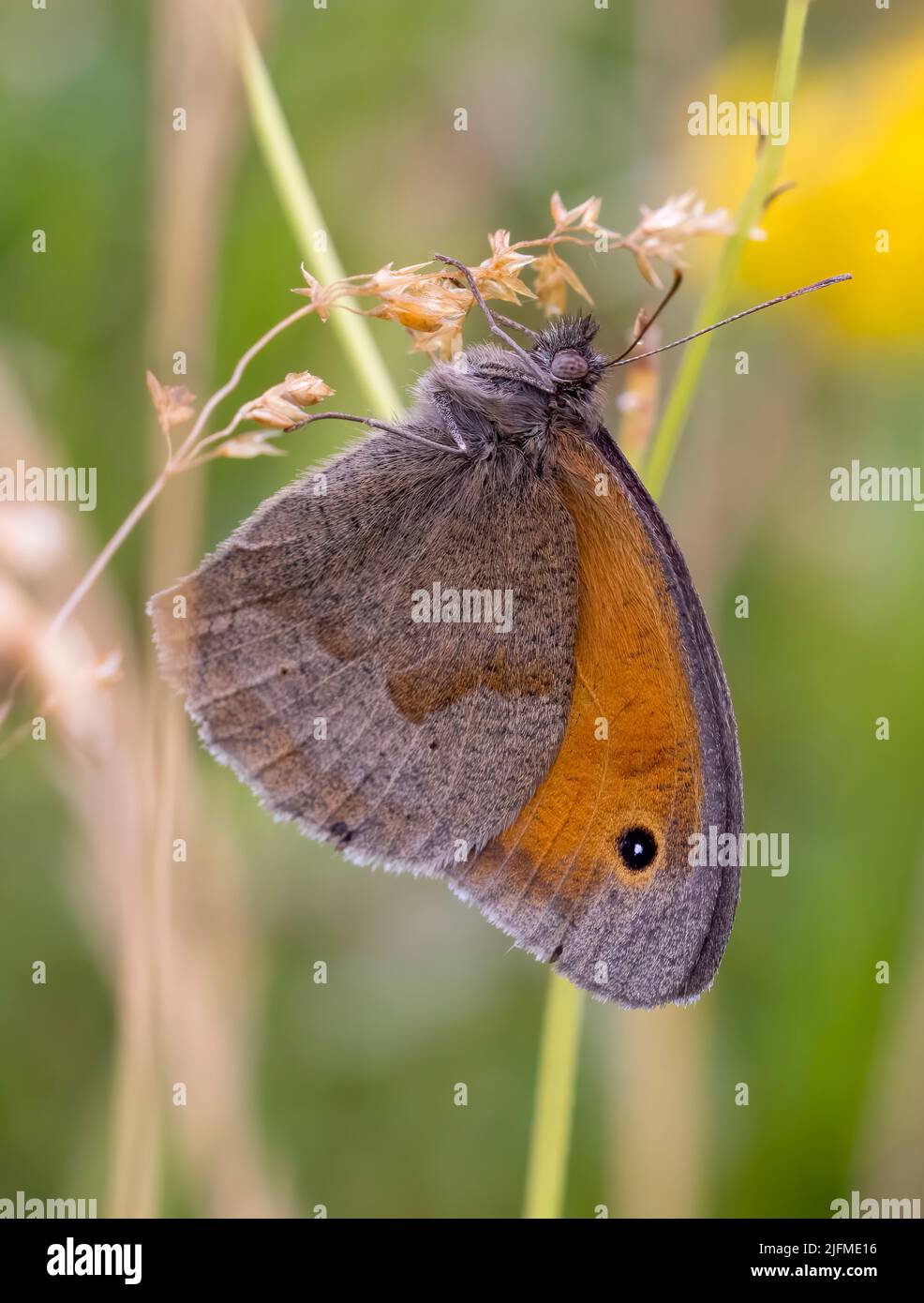Roosting Meadow Brauner Schmetterling, (Maniola jurtina), zeigt seine Unterseite Stockfoto