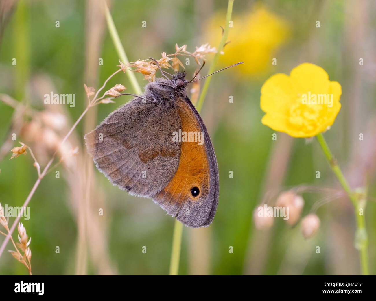 Roosting Meadow Brauner Schmetterling, (Maniola jurtina), zeigt seine Unterseite Stockfoto