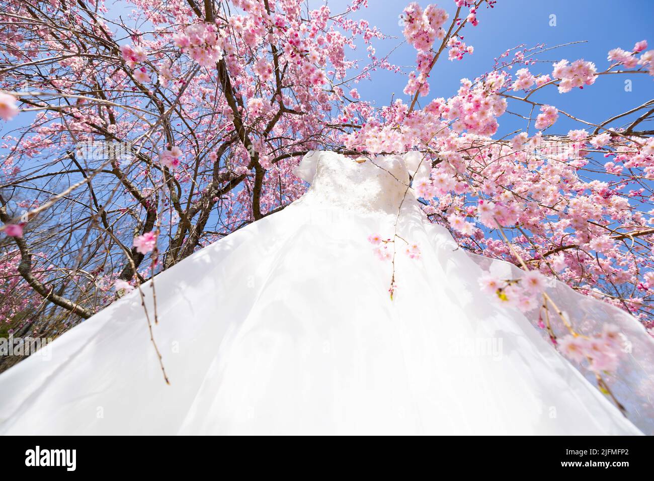 Eine Aufnahme des Hochzeitskleides, das an einem Kirschblütenbaum hängt Stockfoto