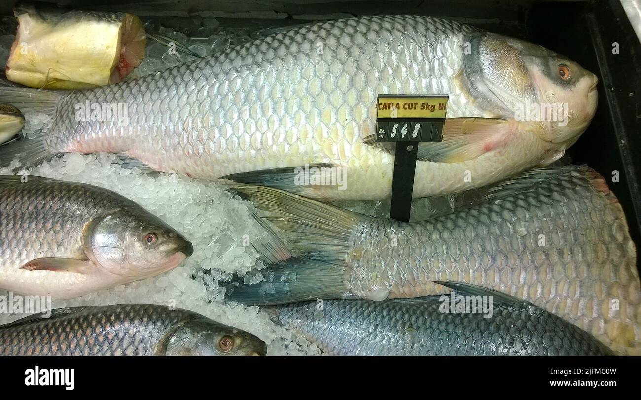 Catla Fish, ein südasiatischer Süßwasserfisch, der zum Verkauf angeboten wird. Stockfoto