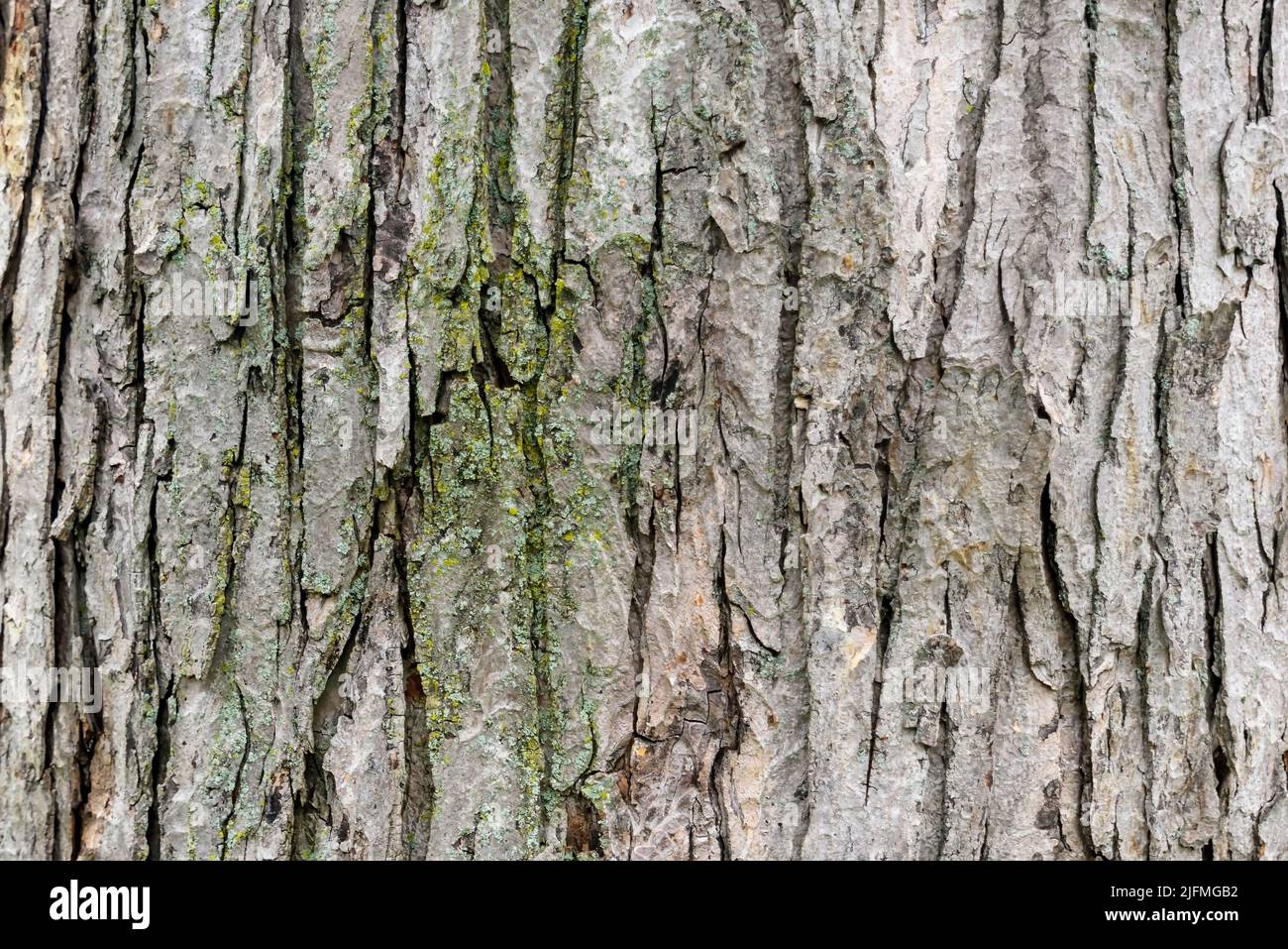 Baumrinde - Hintergrund Stockfoto