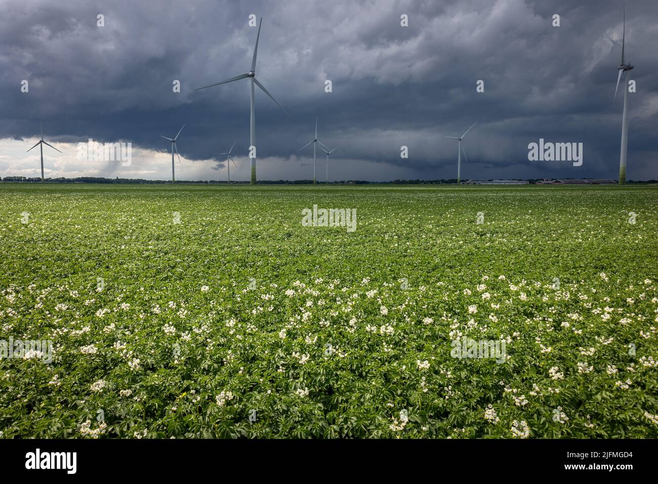 Kartoffel wächst auf dem Ackerland, an einem stürmischen Tag mit dunklem Sturmhimmel und Windturbinen im Hintergrund Stockfoto