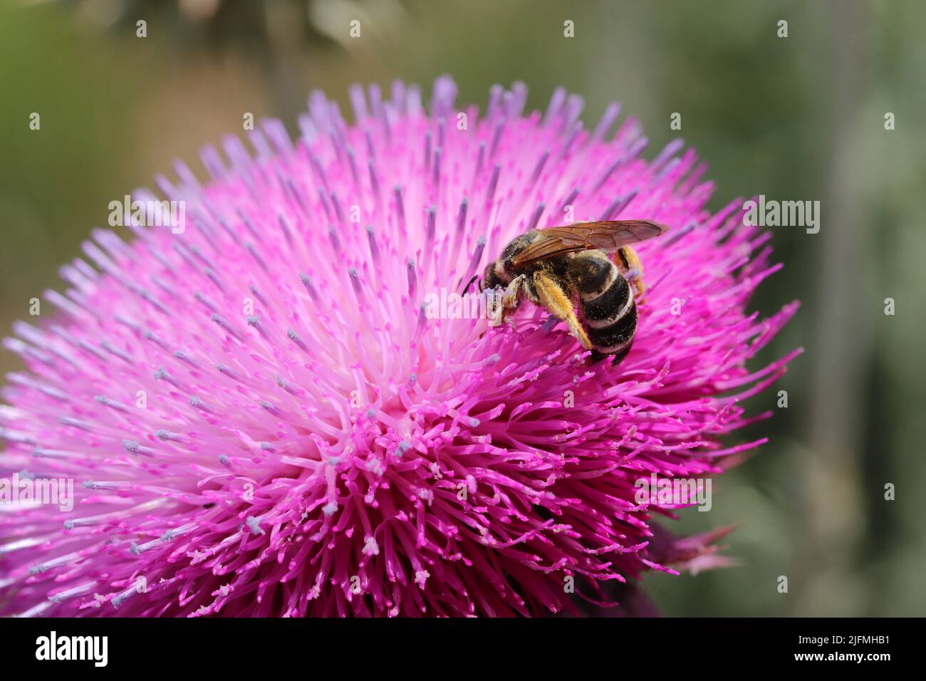 Natur Hintergrund. Hummel auf lila Distel Stockfoto