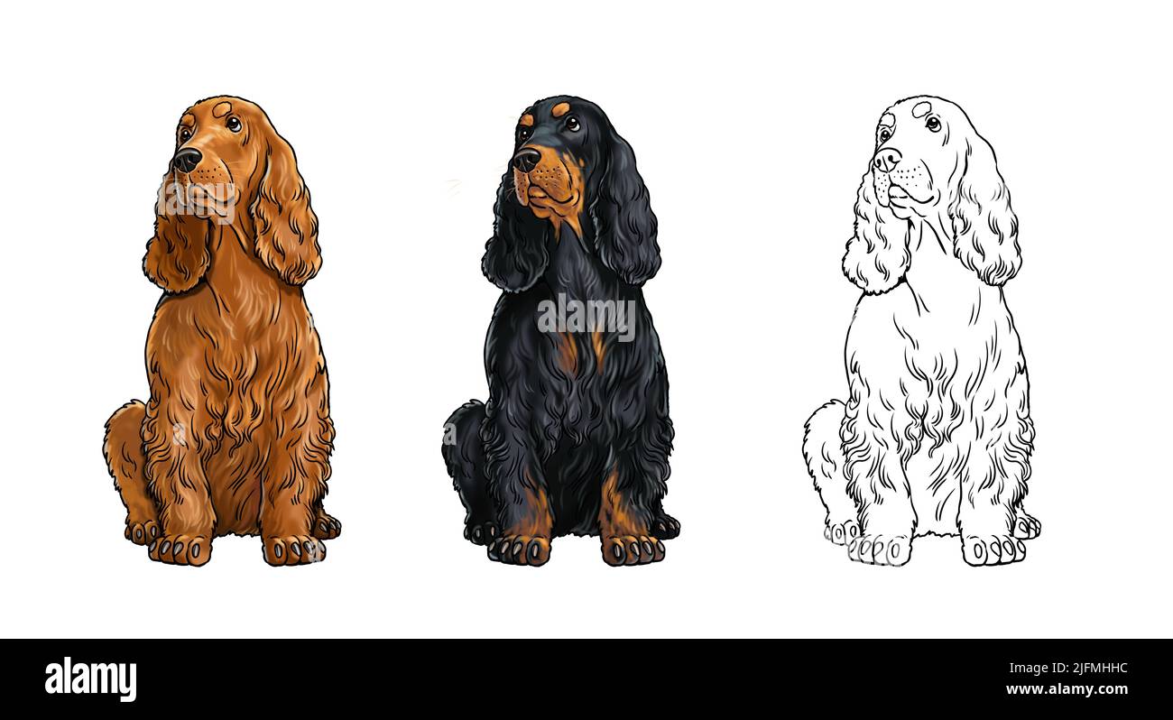 Cute English Cocker Spaniel Zeichnung für ausmalen. Isolierte Illustration mit süßem Hund. Stockfoto