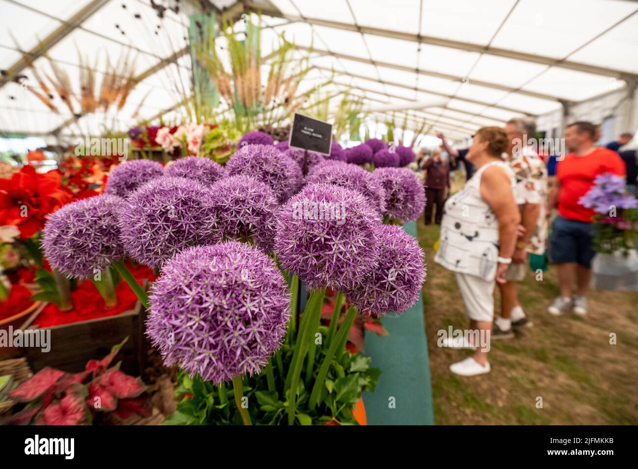 London, Großbritannien. 4. Juli 2022. Alliums (Pinball Wizard) im Floral Marquee während der Presseinformation beim RHS Hampton Court Palace Garden Festival. Die größte Blumenschau der Welt umfasst Gärten von inspirierenden Designern, Promi-Vorträge, Demonstrationen und Workshops. Kredit: Stephen Chung / Alamy Live Nachrichten Stockfoto
