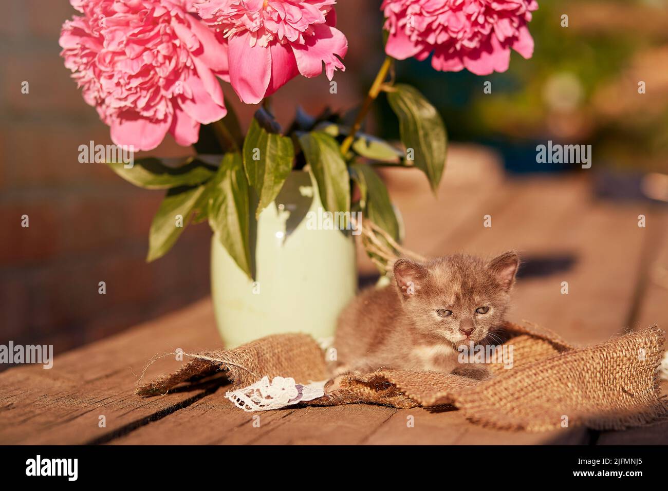 Niedliche Tiere - Hauskätzchen unter blühenden Pfingstrosen. Sommer ästhetischen Hintergrund. Entzückendes kleines Tier im Sommer. Entdeckung und Neugier Kindheit. Stockfoto