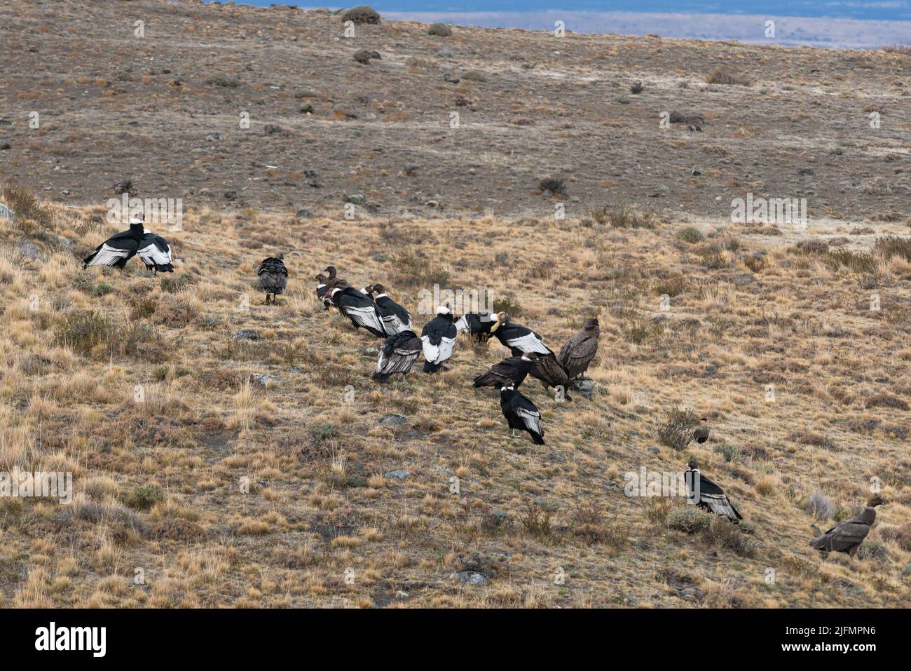 Eine Gruppe von Andenkondoren (Vultur gryphus), die sich an einem Guanaco-Kadaver in der Nähe von Torres del Paine N.P., Südchile, ernährt Stockfoto