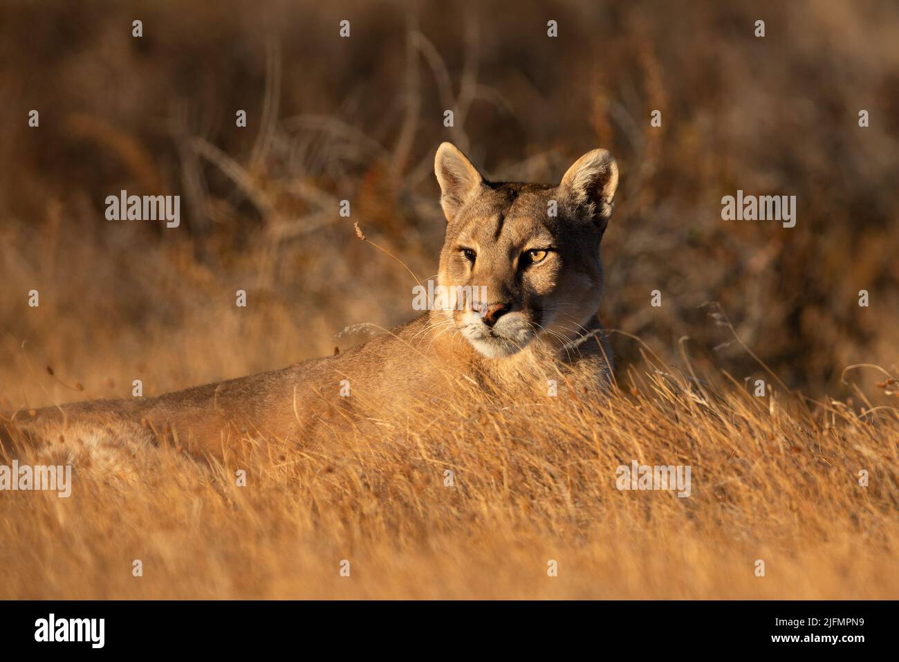 Eine wilde weibliche Puma (Puma concolor) aus dem chilenischen Patagonien, in der Nähe von Torres del Paine N.P. Stockfoto