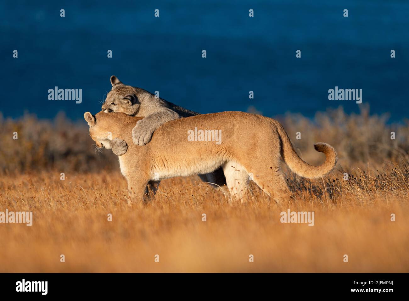 Ein Puma-Junge spielt mit seiner Mutter in der Nähe von Torres del Paine N.P., Südchile Stockfoto