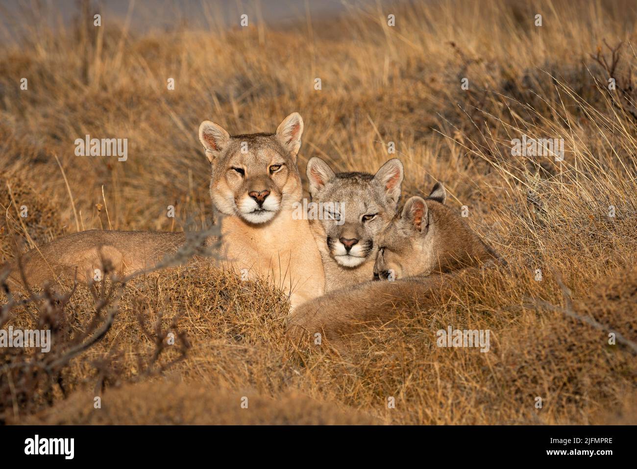 Eine weibliche Puma mit ihren Jungen in der Nähe von Torres del Paine N.P., Südchile Stockfoto