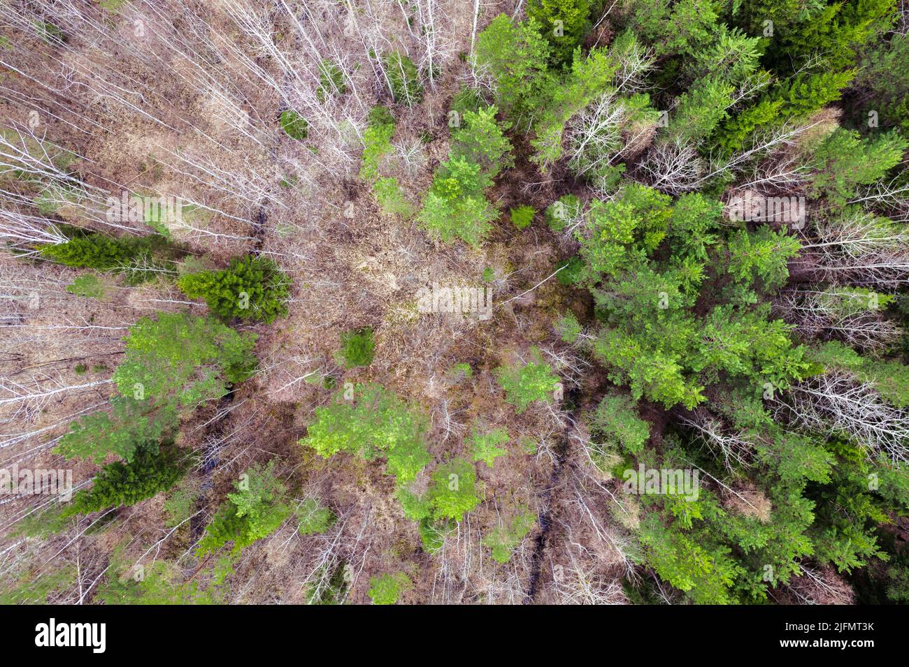 Gemischte Wälder von oben nach unten aus der Luft Stockfoto