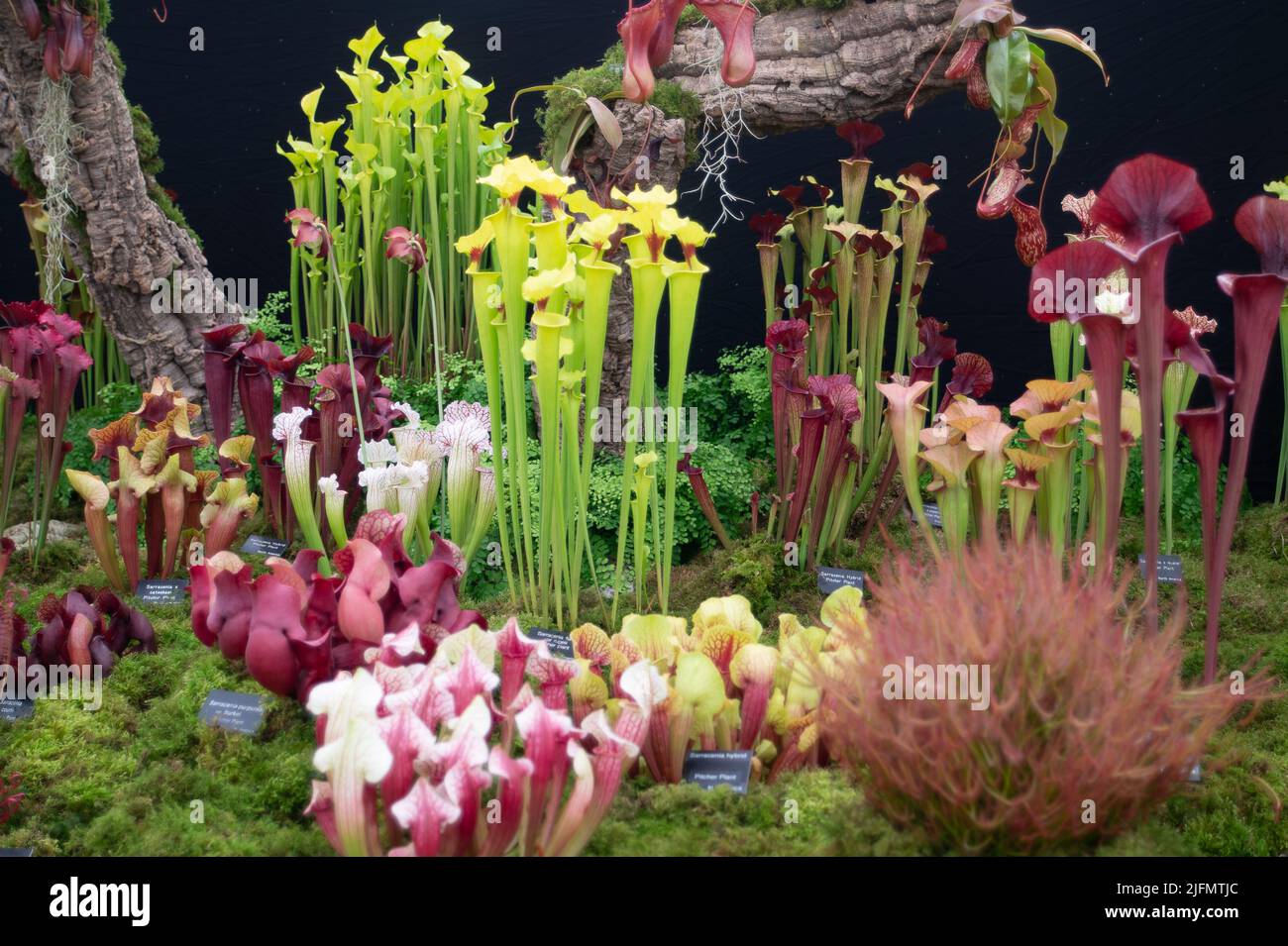 East Molesey, Surrey, Großbritannien. 4.. Juli 2022. Es war ein arbeitsreiches erster Tag beim RHS Hampton Court Palace Garden Festival, als Mitglieder die Pflanzen bewunderten und im Floral Marquee viel aufkauften. Quelle: Maureen McLean/Alamy Live News Stockfoto