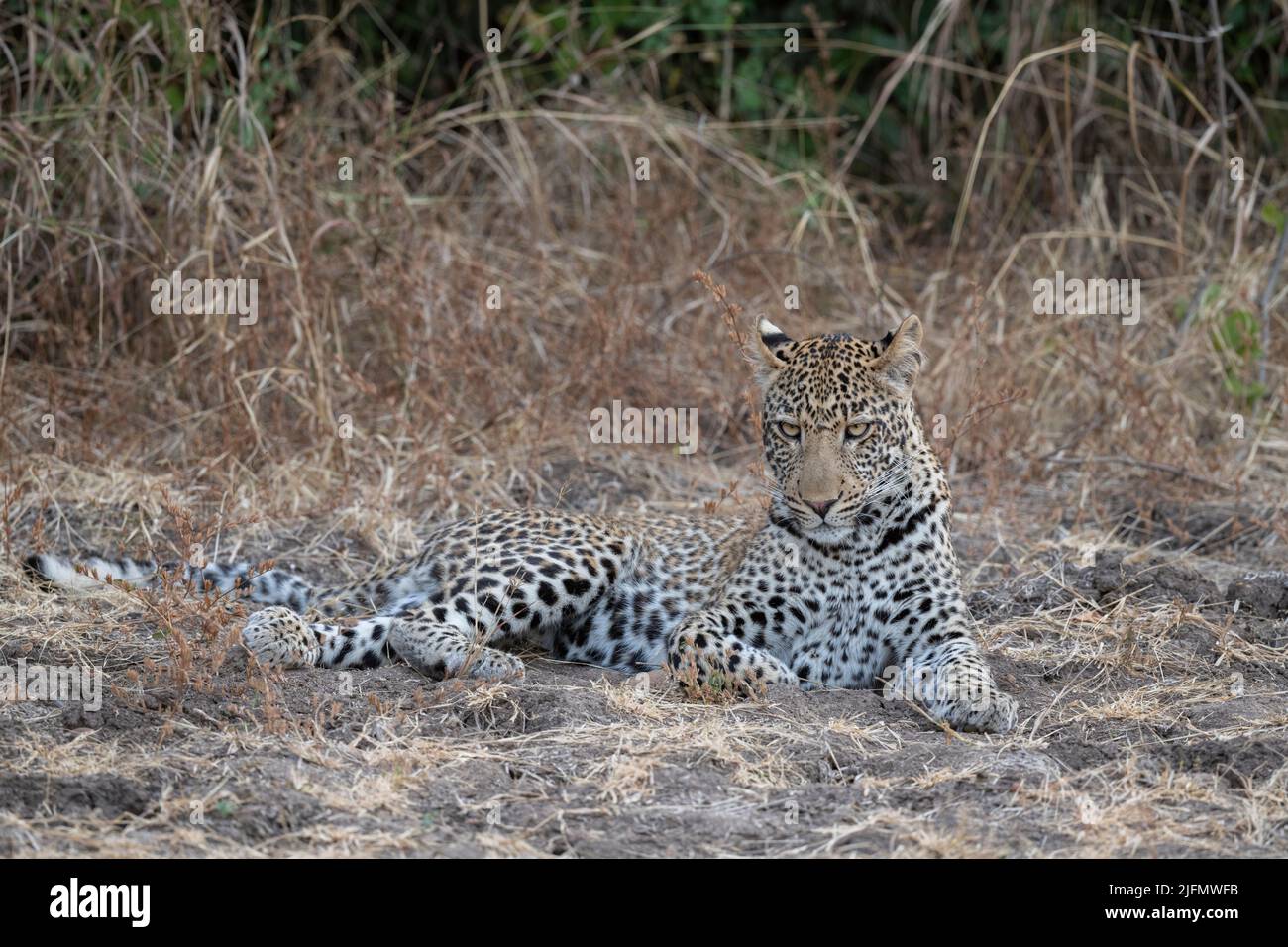 Sambia, South Luangwa National Park. Junger weiblicher Afrikanischer Leopard (WILD: Panthera pardus pardus) Stockfoto