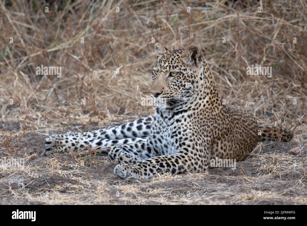Sambia, South Luangwa National Park. Junger weiblicher Afrikanischer Leopard (WILD: Panthera pardus pardus) Stockfoto