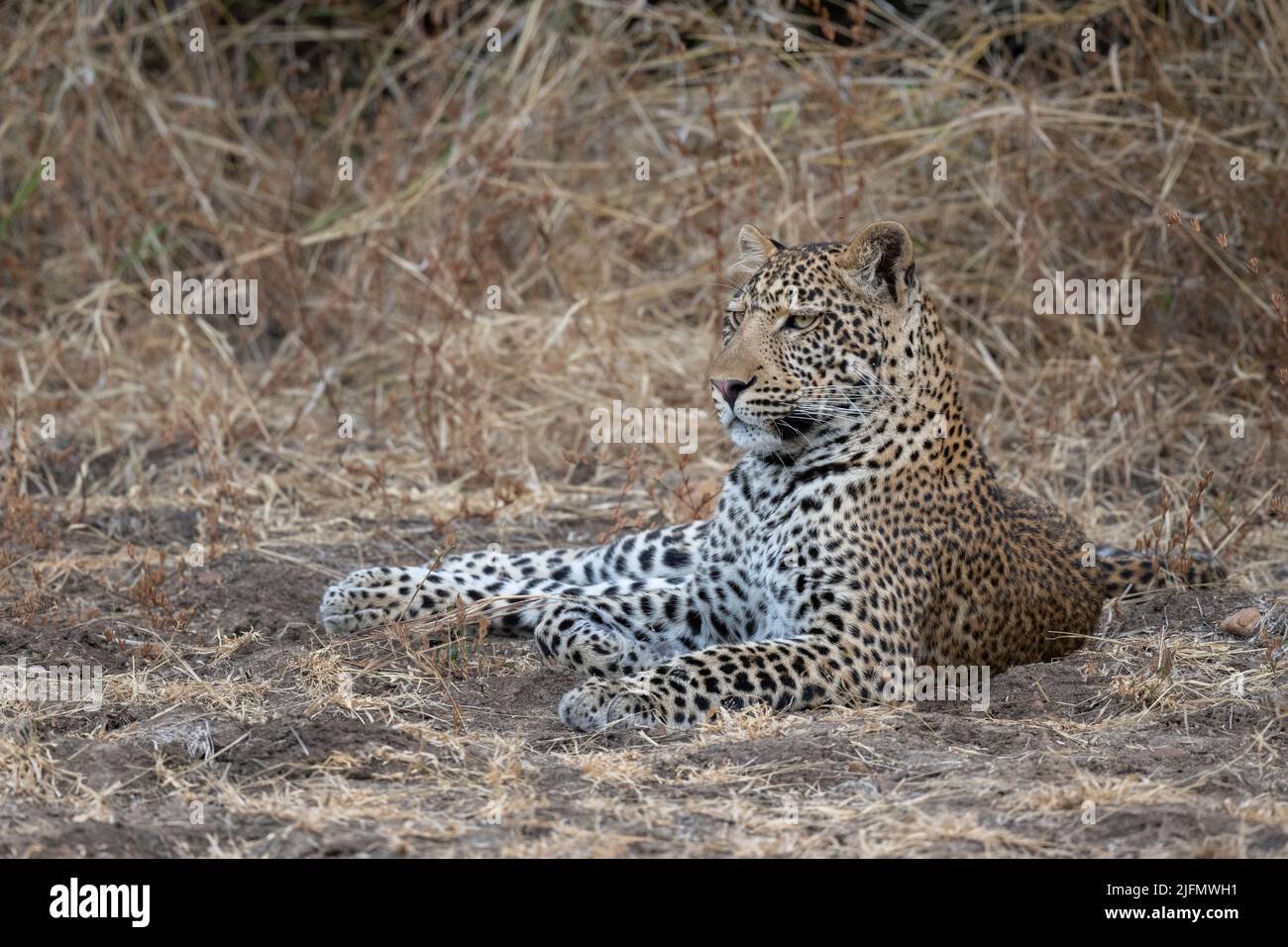 Sambia, South Luangwa National Park. Junger weiblicher Afrikanischer Leopard (WILD: Panthera pardus pardus) Stockfoto