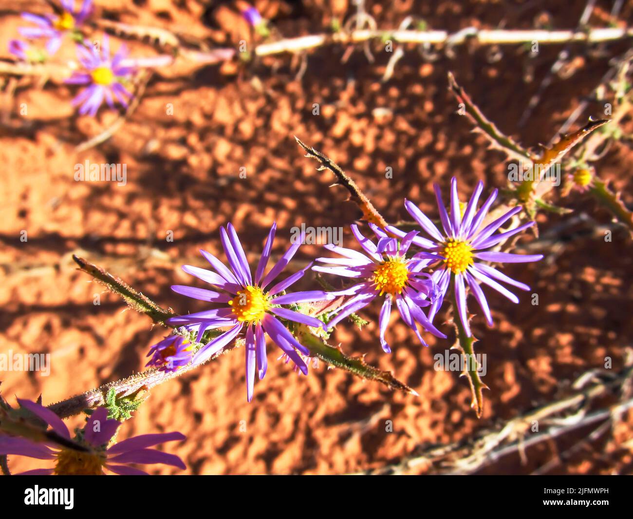 Kleine violette Gänseblümchen-ähnliche Wildblumen der Aster-Familie im trockenen Moab-Buschland, Utah, USA Stockfoto