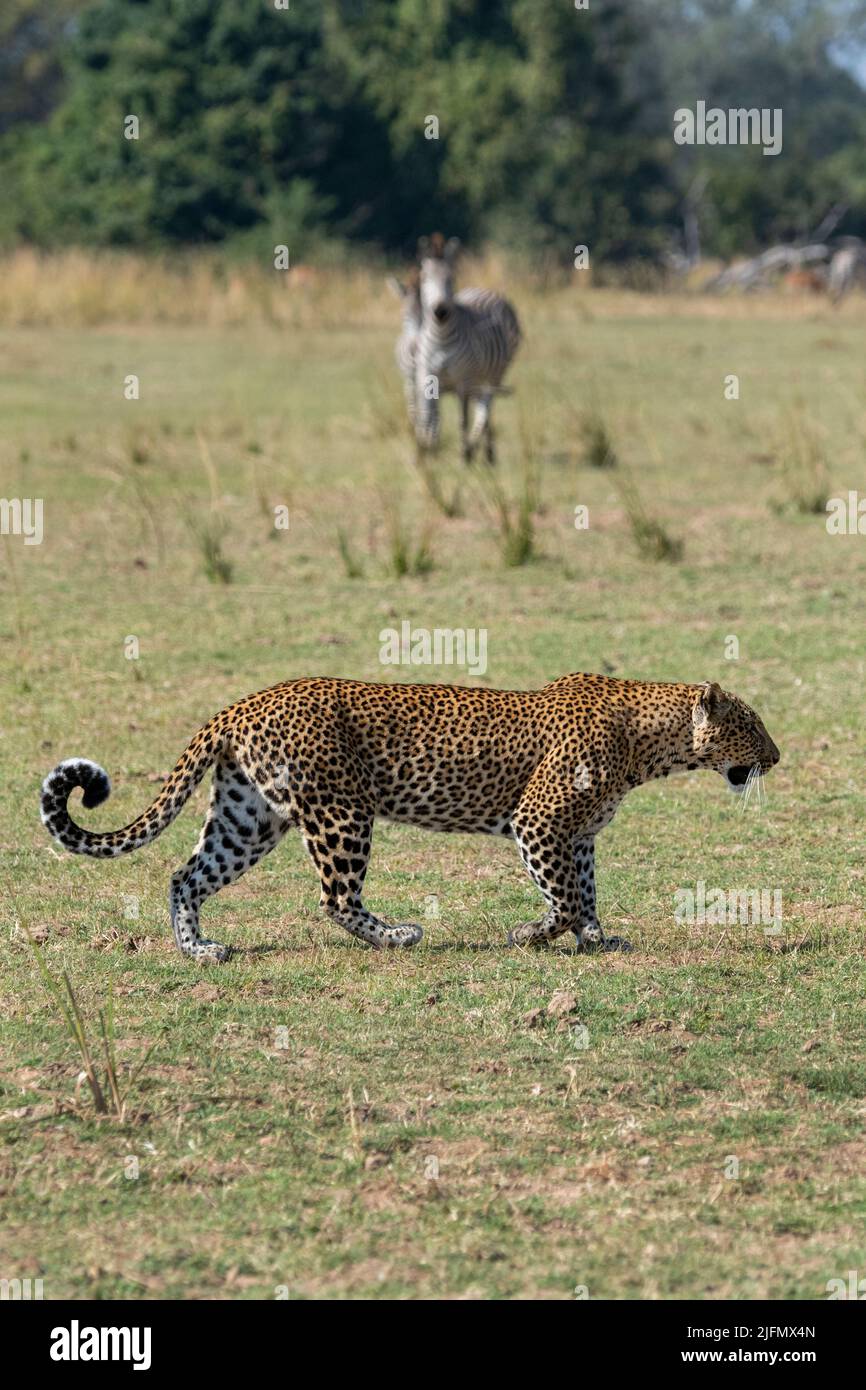 Sambia, South Luangwa National Park. Afrikanischer Leopard (WILD: Panthera pardus pardus) mit Crawshays Zebra (WILDS: Equus quagga crawshayi) Stockfoto