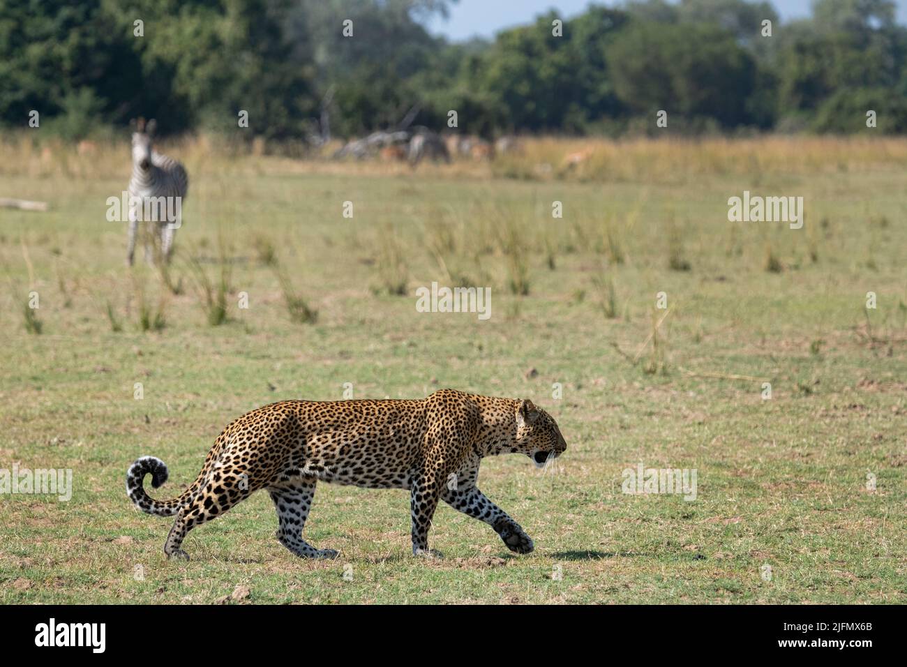 Sambia, South Luangwa National Park. Afrikanischer Leopard (WILD: Panthera pardus pardus) mit Crawshays Zebra (WILDS: Equus quagga crawshayi) Stockfoto