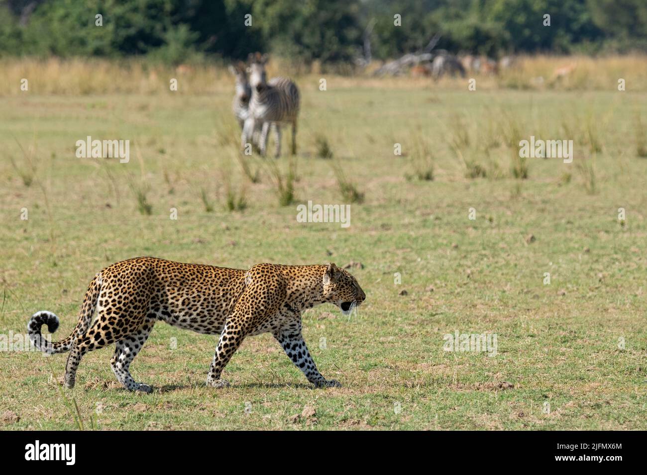 Sambia, South Luangwa National Park. Afrikanischer Leopard (WILD: Panthera pardus pardus) mit Crawshays Zebra (WILDS: Equus quagga crawshayi) Stockfoto