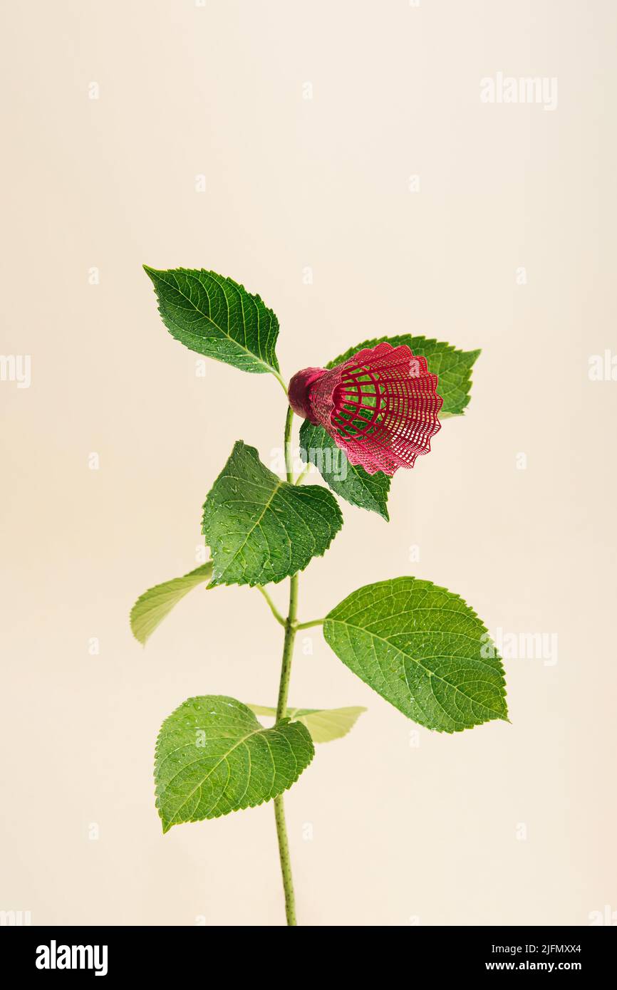 Hortensienpflanze mit einem rosa Federball als Blume auf gelbem Hintergrund. Abstraktes Sommerminimalkonzept. Rechteck-Layout mit Kopierbereich. Stockfoto