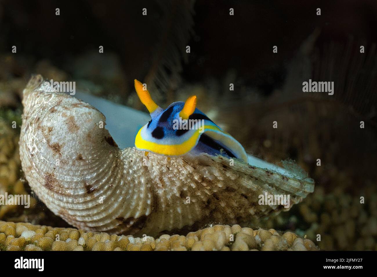 Nudibranch in Lembeh Strait, Nord-Sulawesi, Indonesien Stockfoto